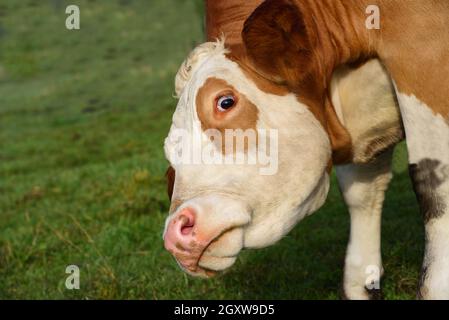 Close up of a funny brown and white spotted cow looking obliquely into the camera with rolling eyes, against a green background in nature Stock Photo