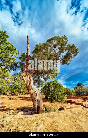 Desert tree up close in rock with blue sky full of clouds Stock Photo