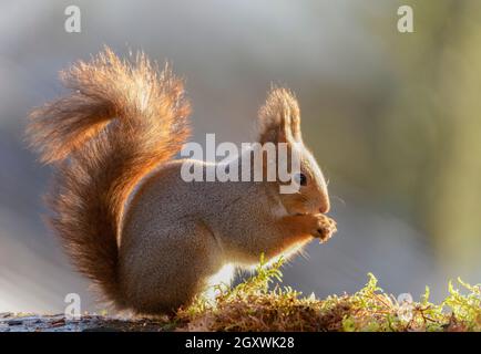 close up of red squirrel standing in sunllight