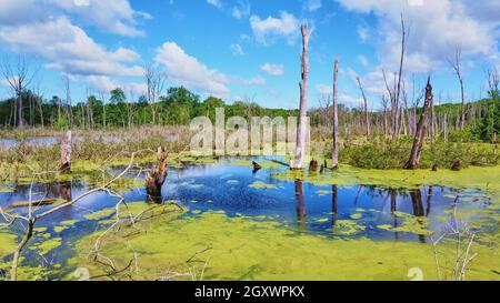 Algae on surface of swamp with detail of dead tree trunks Stock Photo