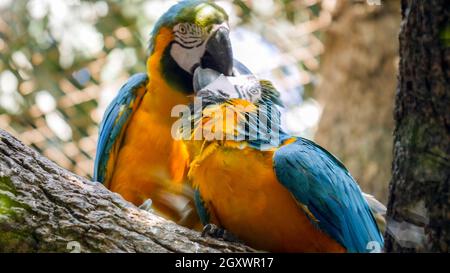 Couple or family family of colorful macaw parrots kissing or feeding each other in the zoo aviary. Stock Photo