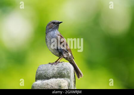 Dunnock on a stone in front of blurred green background looking backwards Stock Photo