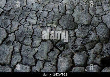 Black texture of an old burnt wood texture with black ant. Coal texture. Natural background insect. Stock Photo