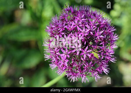 Purple Allium flower head in bright sunlight with a blurred background of leaves. Stock Photo