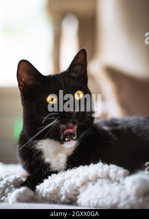 Black and white tuxedo cat lying on a sofa yawning Stock Photo