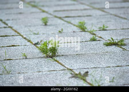 Weed growing between abandoned pavement concrete blocks Stock Photo