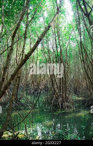 Scenic mangrove forest ecosystem with Mangrove roots and green lake Landscape lake mangrove forest. Tha Pom-Klong-Song-Nam at Krabi . Stock Photo