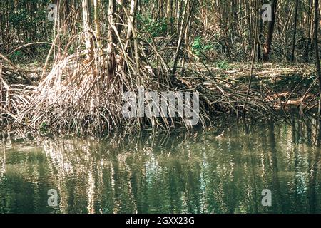 Scenic mangrove forest ecosystem with Mangrove roots and green Lake Landscape lake mangrove forest. tha pom-klong-song-nam at krabi . Stock Photo