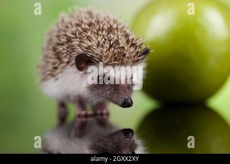 Hedgehog with apple, Autumnal animal Stock Photo
