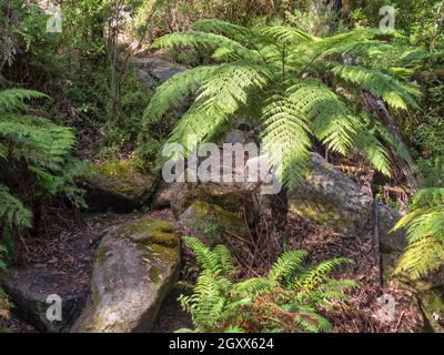 Walking track between North and Little Waterloo Bays - Wilsons Promontory, Victoria, Australia Stock Photo