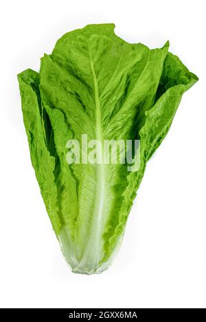 Fresh green Romaine Lettuce (Lactuca sativa) on isolated white background Stock Photo