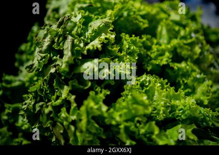 Big and fresh Batavia lettuce with black background Stock Photo