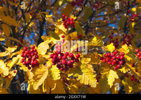 Sorbus × hybrida autumn leaves and berries, Finland Stock Photo