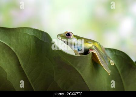 Malayan tree frog sitting on an Anthurium leaf, Indonesia Stock Photo