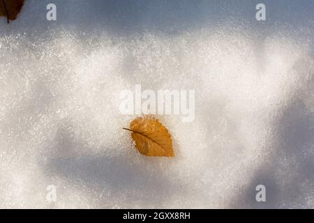 A yellow leaf in the snow. Textured top view of a shiny snow layer and a yellow-brown fallen leaf. The concept of the first snow, the end of autumn, t Stock Photo
