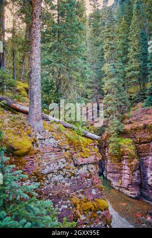 Beautiful lichen covered rocks in gorge with pine tree Stock Photo