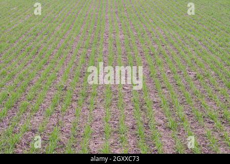 Spring winter wheat field. Shoots of wheat in a field on the ground. Cultivation of cereals. Stock Photo