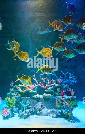 Yellow fish swimming in aquarium of old stone Stock Photo