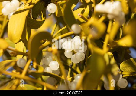 Mistletoe, or Viscum album, of the family Santalaceae, growing on the branches of an almond tree, near the Moncayo natural park, Aragon, Spain Stock Photo