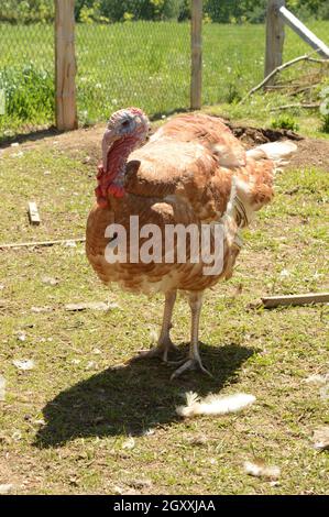A full body image of a Bourbon Red Tom Turkey. Stock Photo