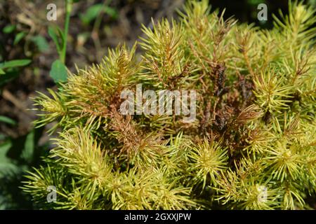 Tetranychus urticae (common names include red spider mite and two-spotted spider mite) on Picea glauca var. albertiana Conica Rainbow's End. Red spide Stock Photo