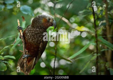 A New Zealand kaka parched on a tree branch in the woods Stock Photo