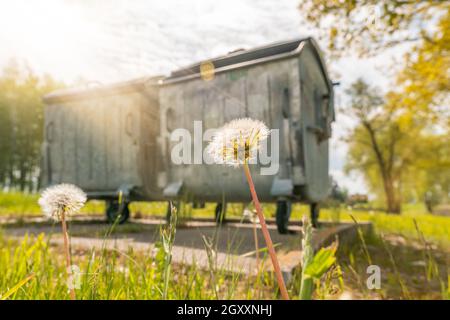 Dandelion grows next to Industrial big garbage containers. Selective focus. Stock Photo