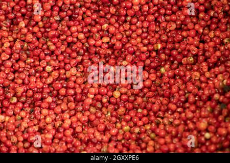 pink pepper texture peppercorn background south american spice Brazil and Peru origin Stock Photo