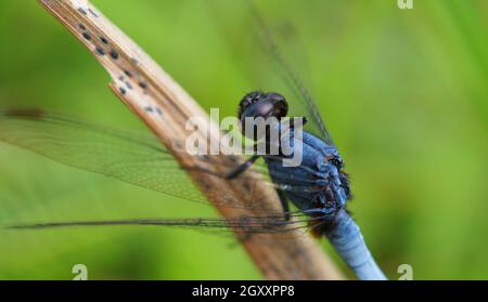 beautiful dragon-fly sits on the leaf of a tree, selective focus image. Stock Photo