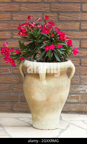 oleander flowers in a clay amphora Stock Photo