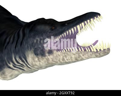 Liopleurodon was a carnivorous marine plesiosaur that lived in the Jurassic seas of Europe and Canada. Stock Photo