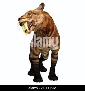 The Saber-tooth Tiger was a carnivorous cat that lived in North America during the Pleistocene, Eocene and Tertiary Periods. Stock Photo
