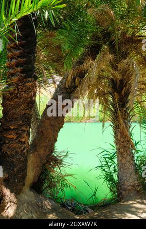 Palm tree forest of Cretan date palm Phoenix theophrastii and Megalopotamos river of Preveli, Crete island, Greece. Tracking shot Stock Photo
