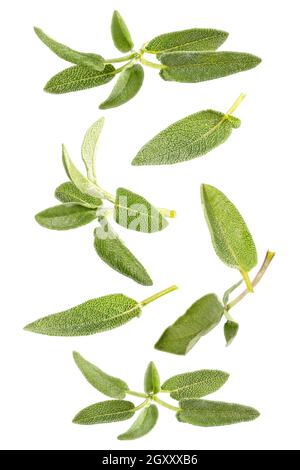 Isolated fly herbs. Leaves and twigs of sage falling down with clipping path as package design element. Full depth of field. Food levitation concept. Stock Photo