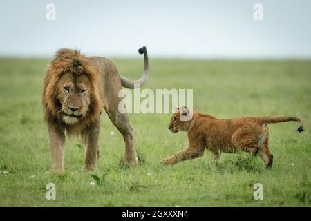Cub running towards male lion in grass Stock Photo