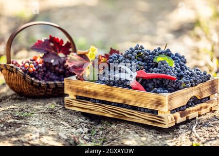 A wooden box and a wooden basket laying on the ground full of grapes. Also decorated with autumn leaves and vine scissors. Stock Photo