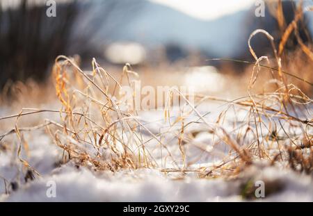 Frozen orange dry grass blades, snow patches near closeup detail - shallow depth of field abstract photo illustrating late autumn. Stock Photo