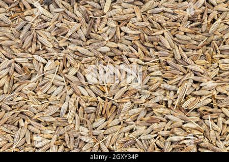 food background - many cumin (cuminum cyminum) seeds Stock Photo