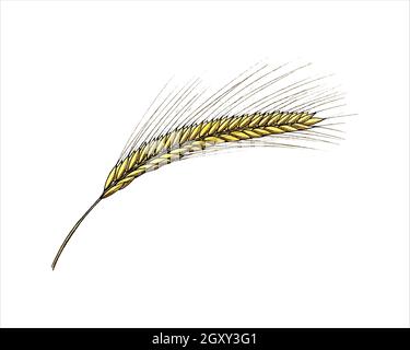 Ear of wheat with grains hand made watercolor drawing. Vector illustration Stock Vector