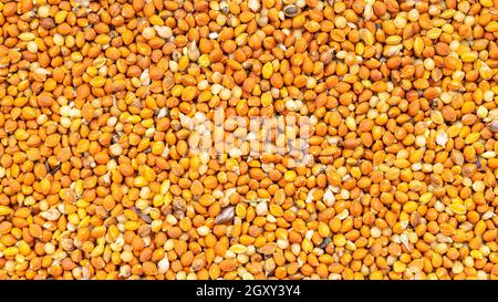 panoramic food background - whole-grain chumiza siberian millet seeds close up Stock Photo