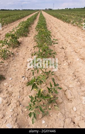 Tomato plantation in parallel rows for the food industry, Italy. High quality photo Stock Photo