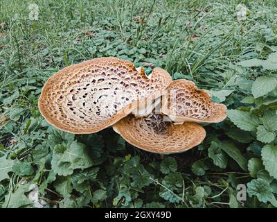 A Cerioporus squamosus mushroom, also known as dryad's saddle and pheasant's back mushroom is growing in the meadow Stock Photo