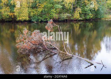 Old Pine tree floating in a stream Stock Photo