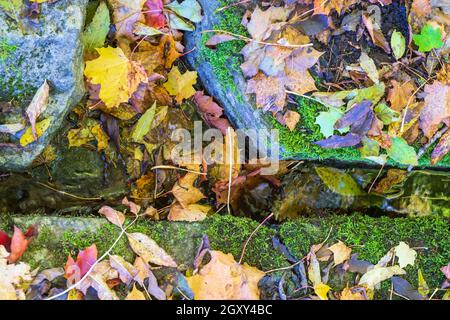 Autumn leaves falling by some rocks Stock Photo