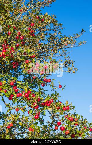 Beautiful red apples on tree branches Stock Photo