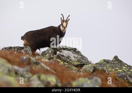 Curious tatra chamois, rupicapra rupicapra tatrica, looking from behind rocks on mountain horizon in autumn. Endangered wild goat standing in fog. Mam Stock Photo