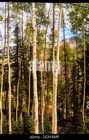 Vertical of tall aspen tree trunks in mountains Stock Photo