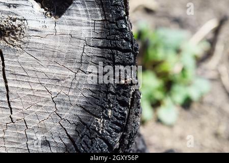 Ant on the charred stump. Nature after the fire. Stock Photo
