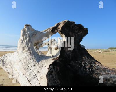 still life on the beach dry trunk burned Stock Photo