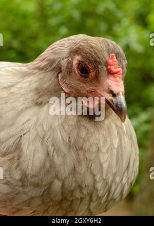 Cute easter egger hen hi-res stock photography and images - Alamy